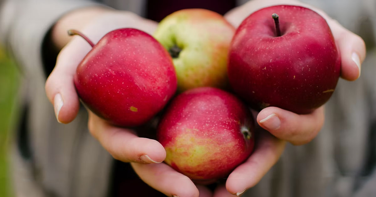 hands holding apples