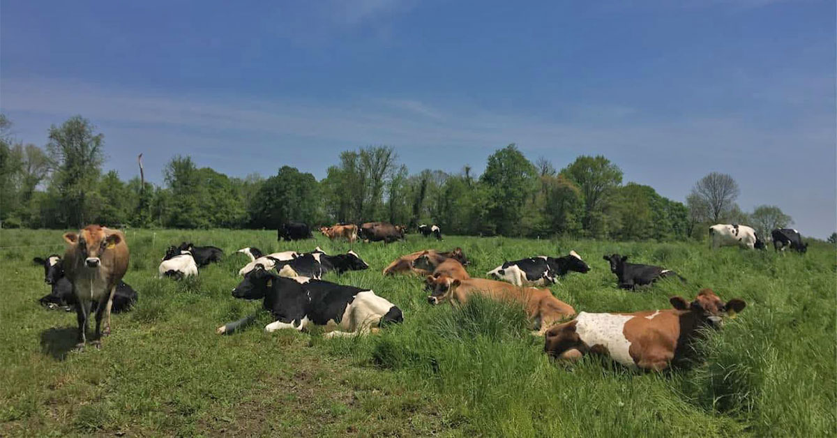 dairy cows resting in pasture