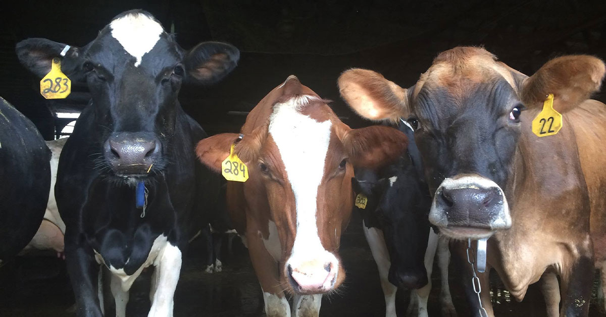 Closeup of three cows