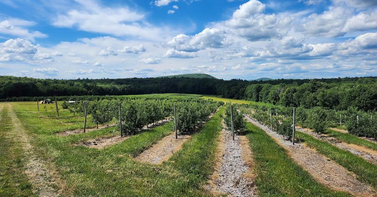 landscape of young orchard