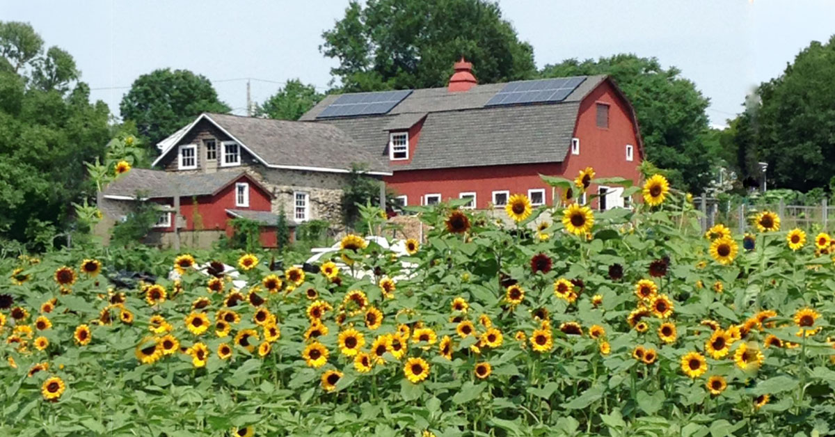 red barn with sunflowers in foreground